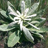Mullein Extract