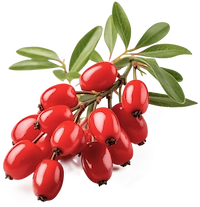 Berberine