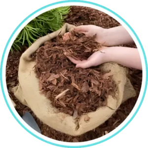 Saffron Extract