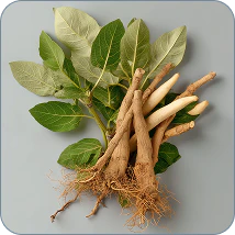 Ashwagandha KSM-66