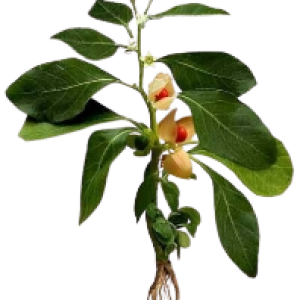 Ashwagandha
