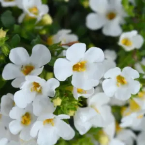 Bacopa Monnieri