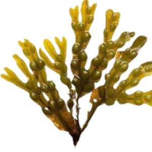 Bladderwrack