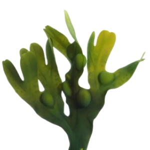Kelp