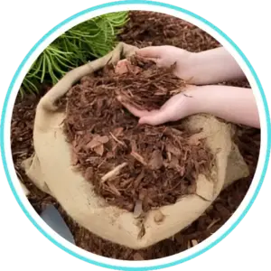 Saffron Extract