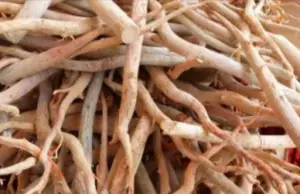 Tongkat Ali Root
