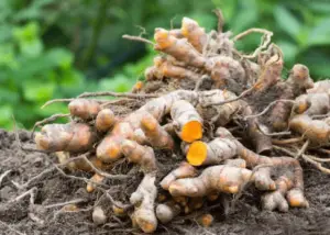 Turmeric Root Extract
