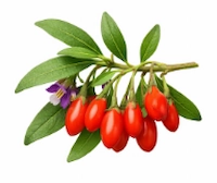 Wolf (Goji) Berry Extract